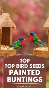 What Bird Seed Attracts Painted Buntings