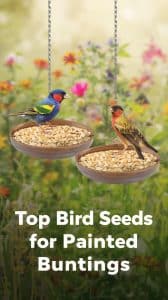 What Bird Seed Attracts Painted Buntings