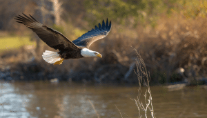 Uncover Rare and Majestic Birds in USA You Need to See