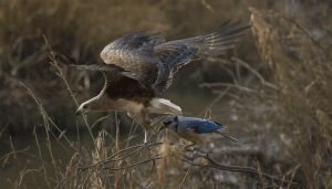 Uncover Rare and Majestic Birds in USA You Need to See
