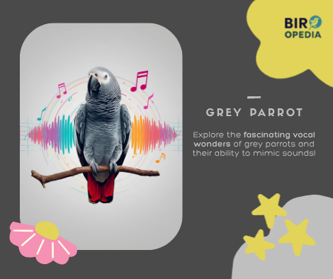 African Grey Parrot Sounds