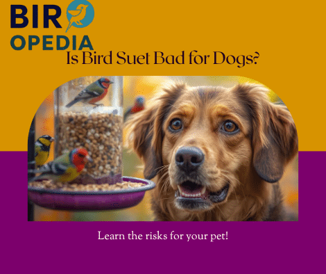 Is Bird Suet Bad for Dogs
