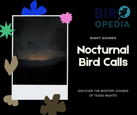 What Bird Chirps at Night in Texas