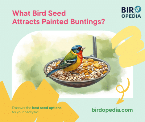 What Bird Seed Attracts Painted Buntings