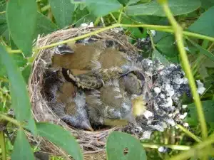 A Bird in a Nest