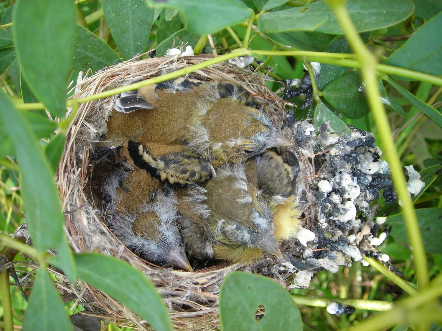 A Bird in a Nest