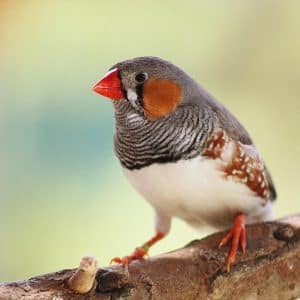 A Bird Perched