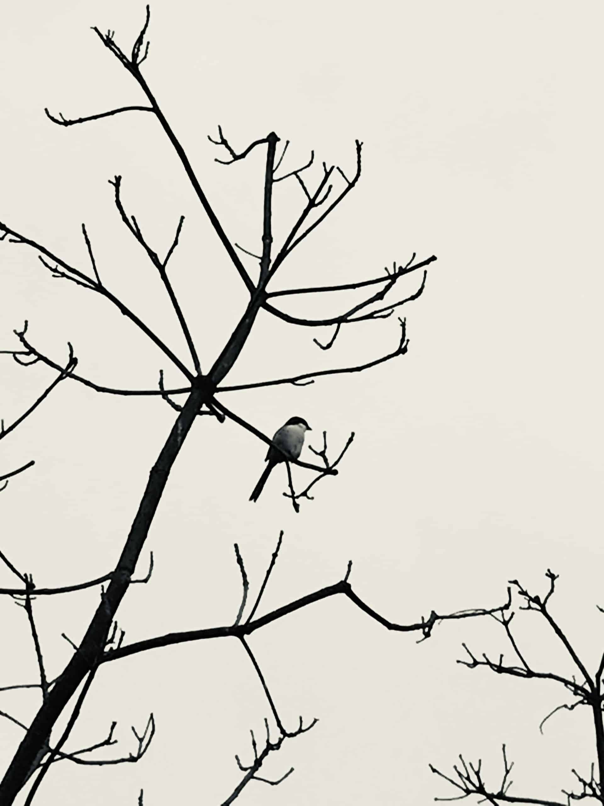 A Bird Perched on a Branch of a Tree