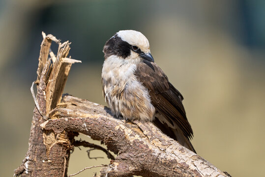 A Bird Perched on a Branch