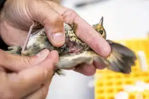 A Bird Species is Introduced to Control an Insect Pest