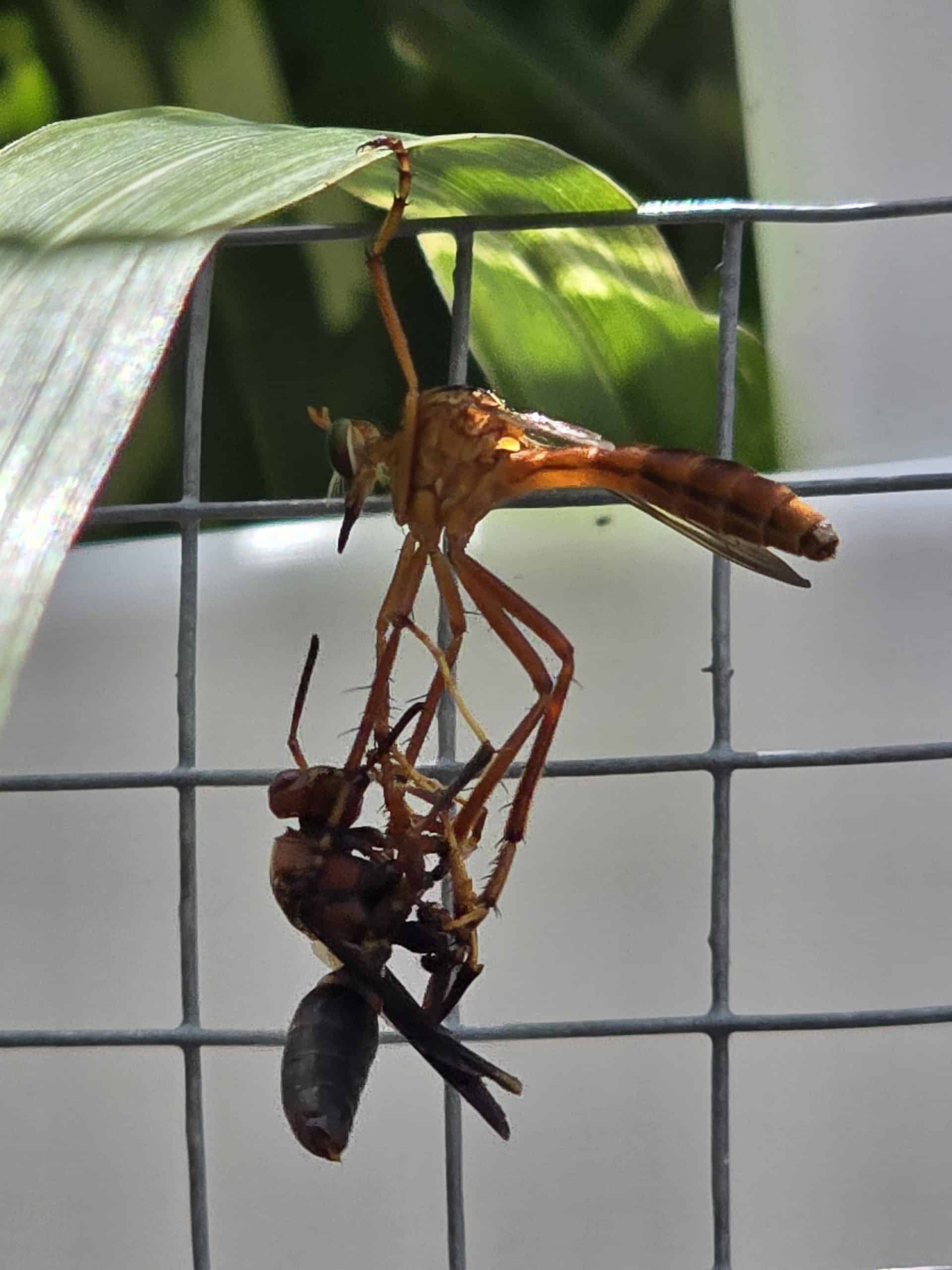 A Bird Stalks Kills And Then Eats an Insect