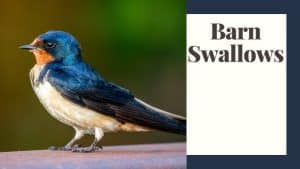 A Bird That Eats Insects in Barns