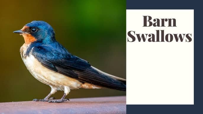 A Bird That Eats Insects in Barns