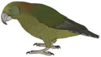 A Bird That Eats Large Hard-Shelled Nuts