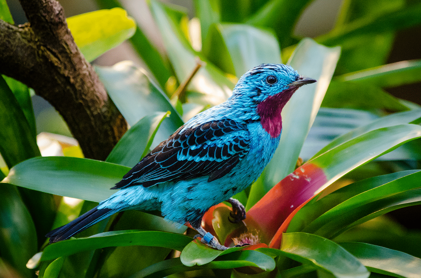 A Colorful Bird Found in Tropical Rain Forests