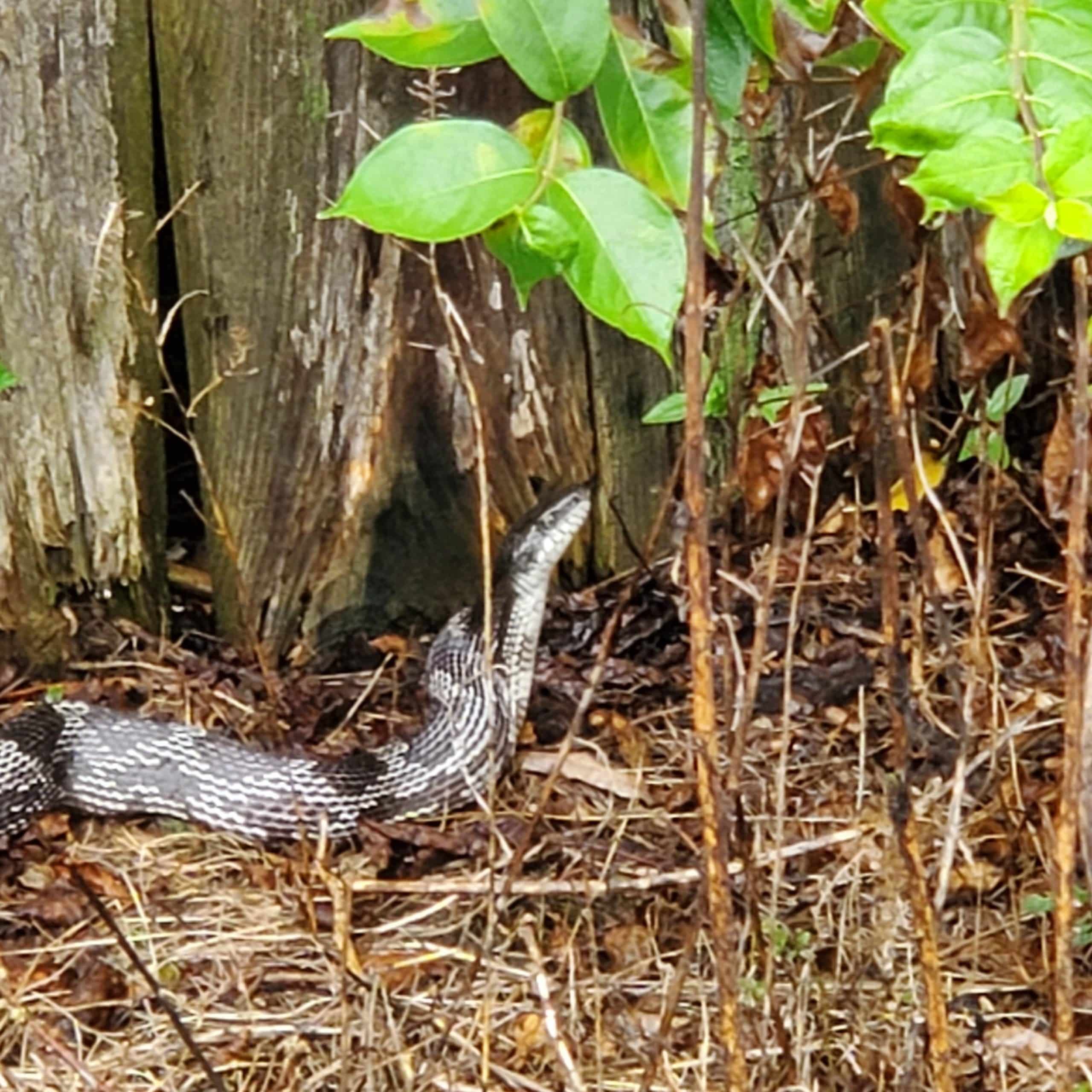 A Forest Bird Never Wants a ____