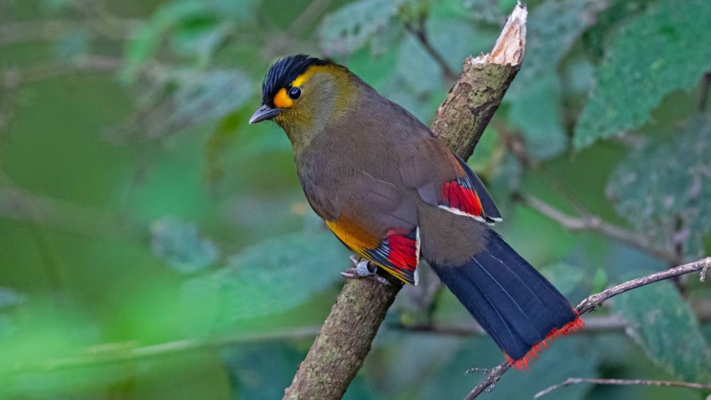 A Forest Bird