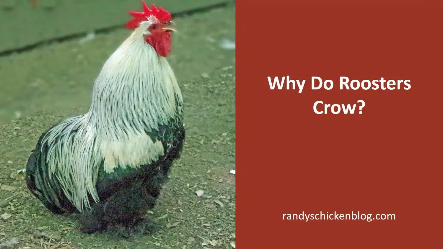 A Large Black Bird the Sound a Rooster Makes