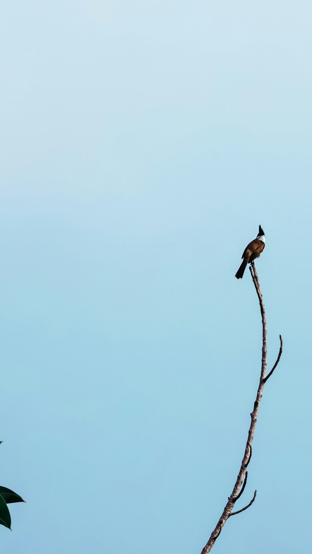 A Lonely Bird Perched on the Top