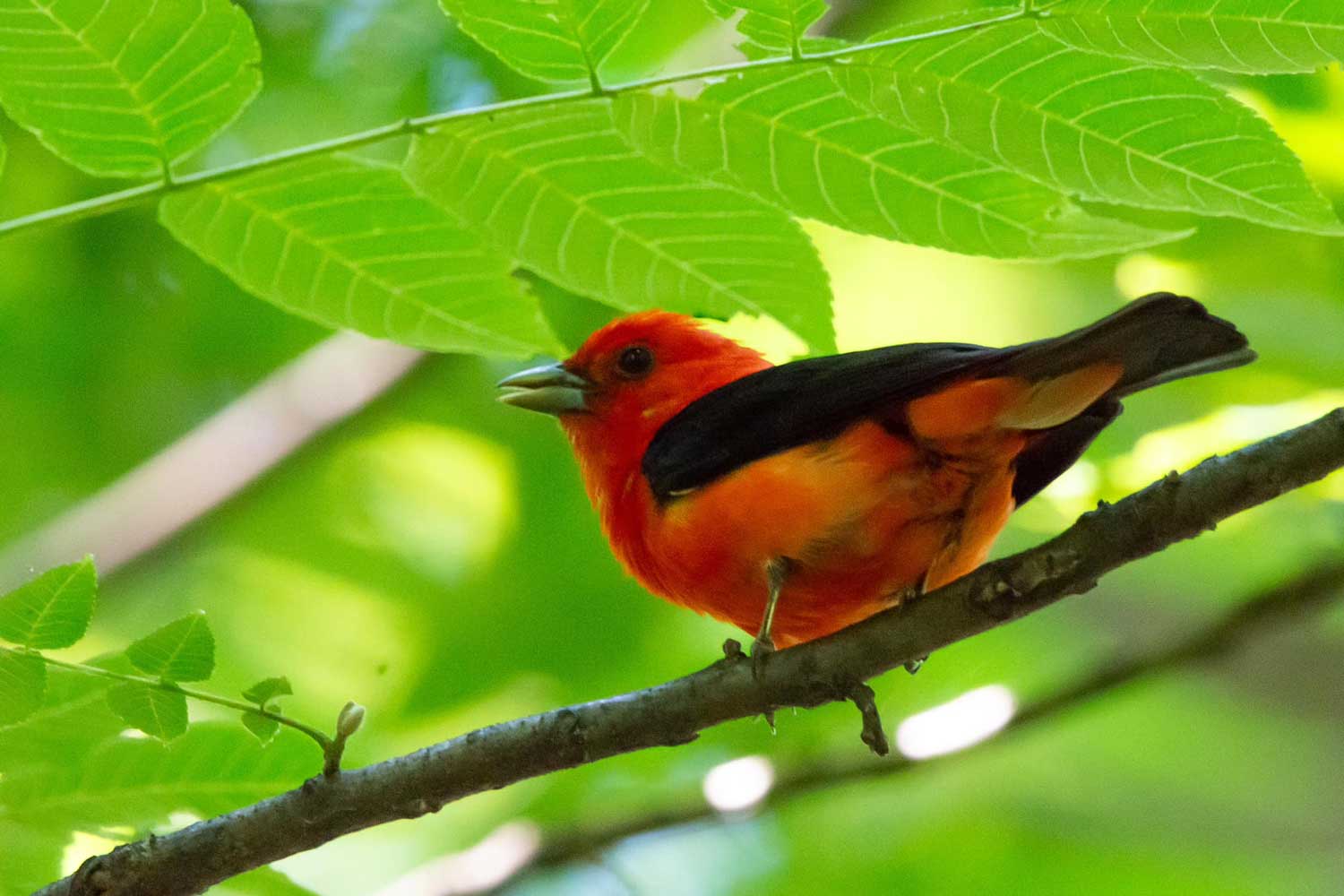 A Red Bird in a Forest