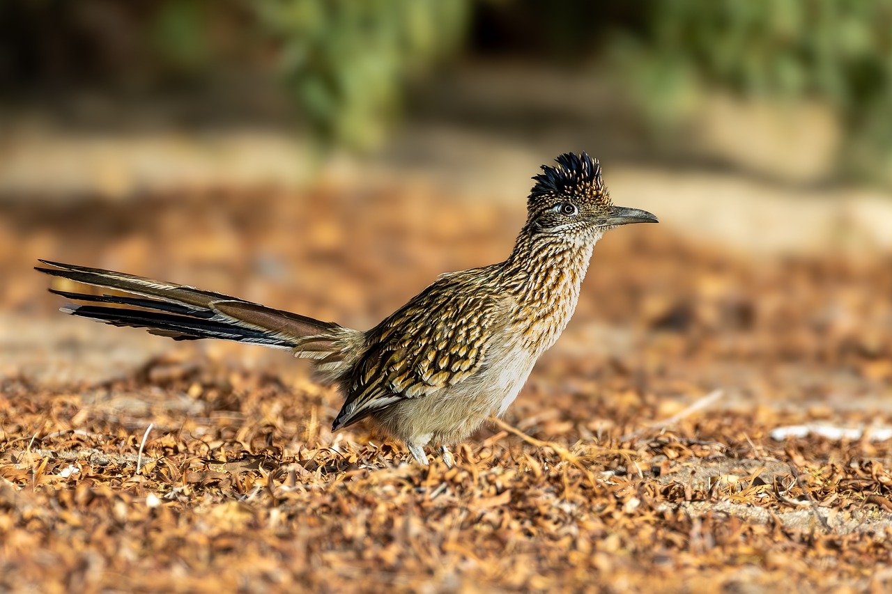 A Roadrunner is a Desert Bird