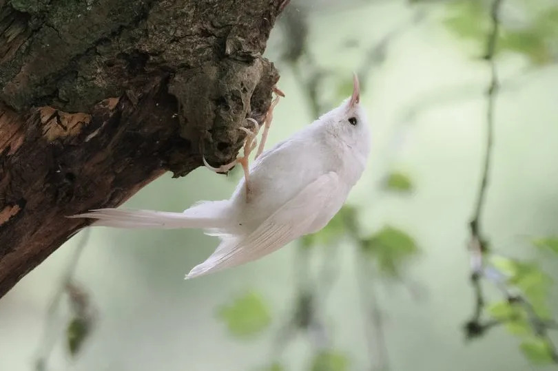 A White Bird in the Rain Forest