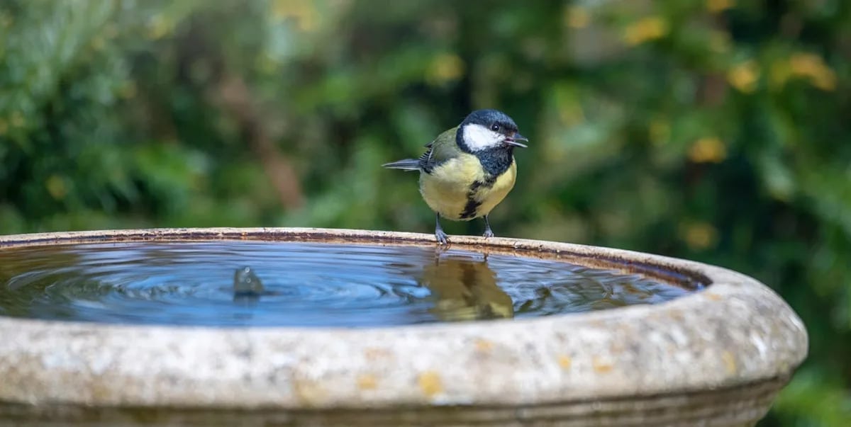 Are Bird Bath Worms Harmful to Humans