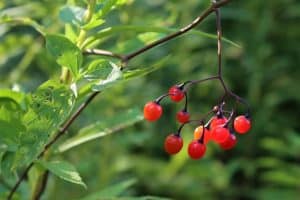 Are Bird Berries Poisonous
