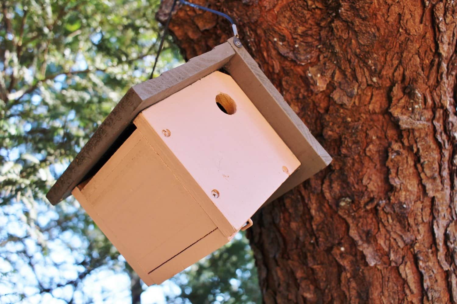 Are Bird Houses Still in the Forest 2019