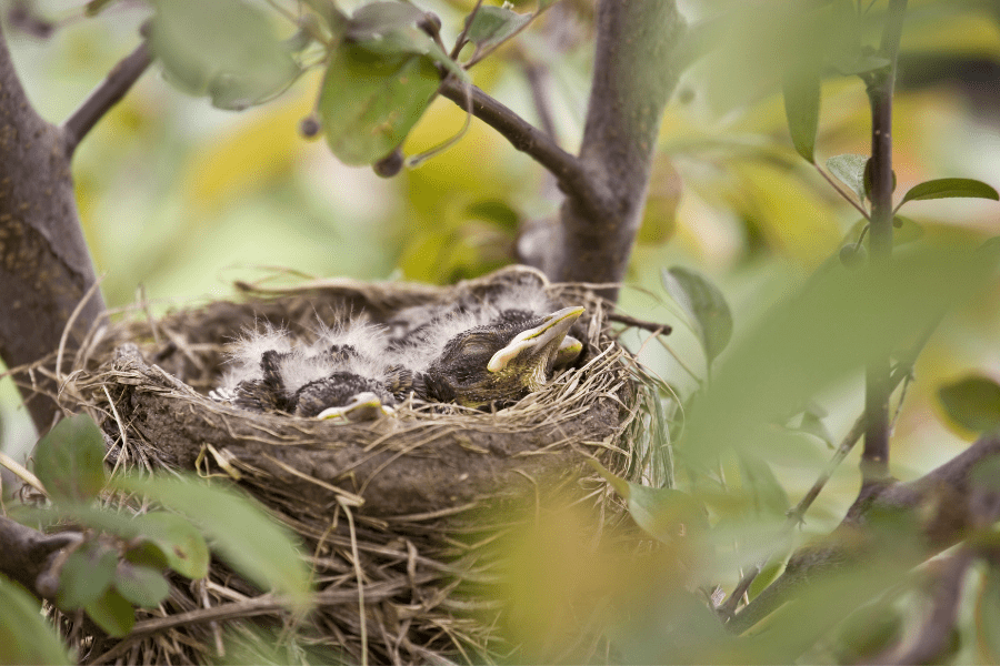 Are Bird Nests Legally Protected