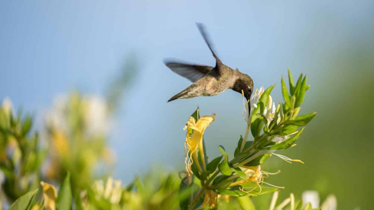 Are Yellow And Blue Flowers Bird Pollinated