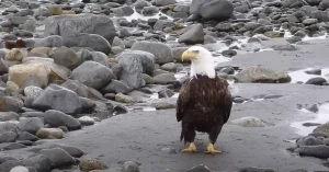 Bald Eagle Bird Call