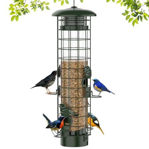 Best Bird Feeder