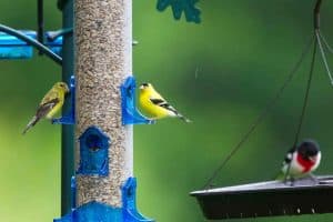 Best Bird Food to Attract Birds