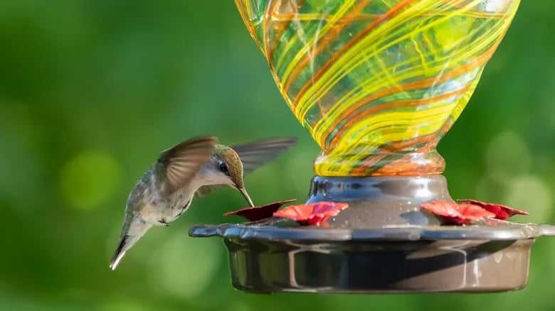 Best Food to Attract Hummingbirds