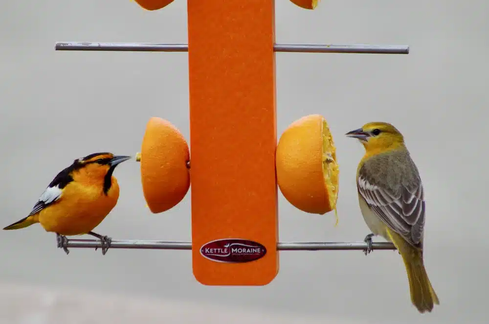 Best Fruit to Attract Orioles