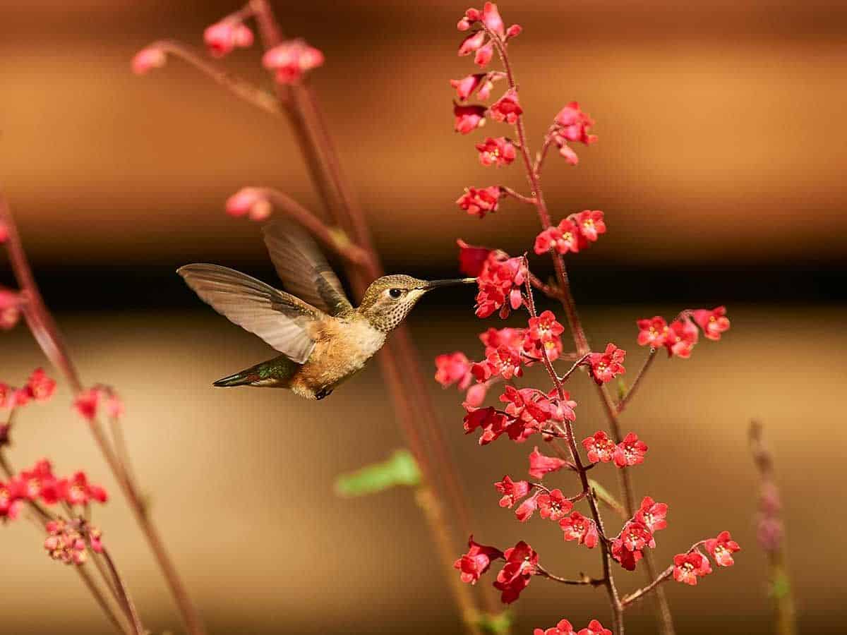 Best Plants to Attract Hummingbirds