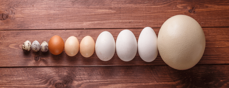 Bird Egg Size