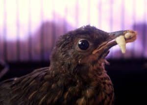 Bird Fledgling Survival