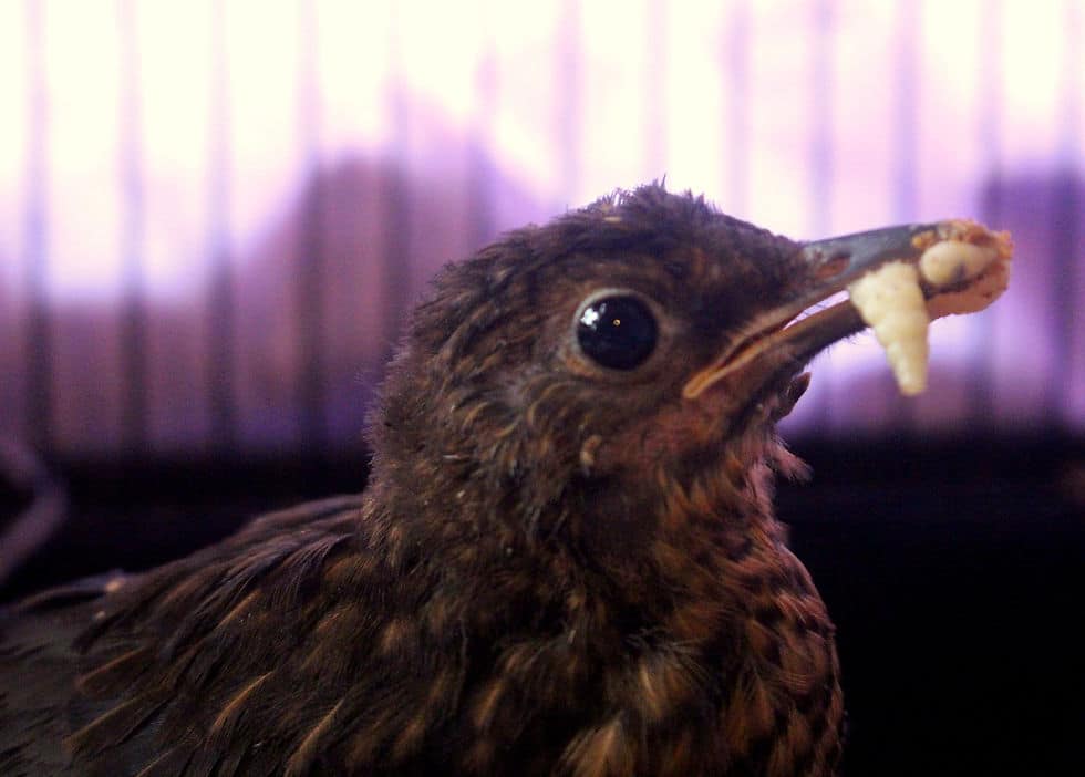 Bird Fledgling Survival