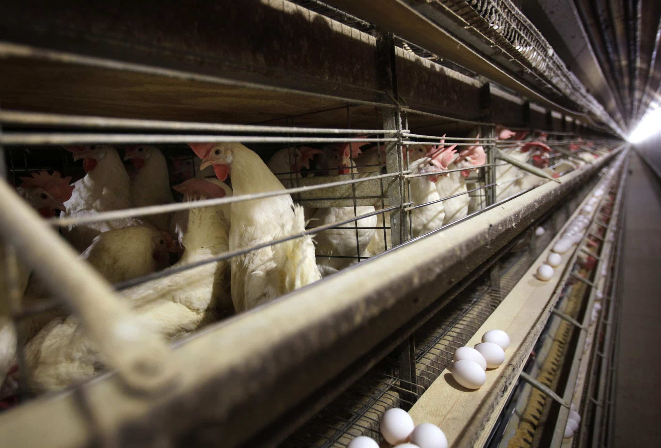 Bird Flu in Colorado