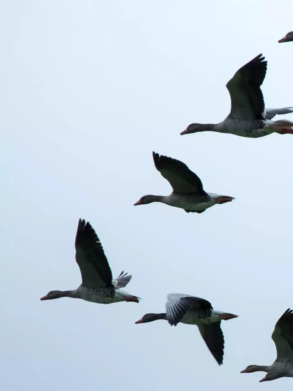 Bird Migration And Monsoon