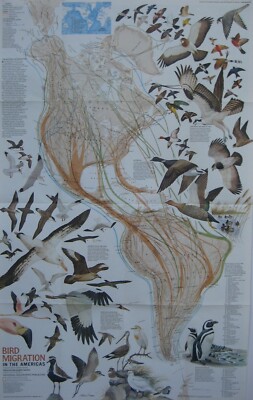 Bird Migration in South America