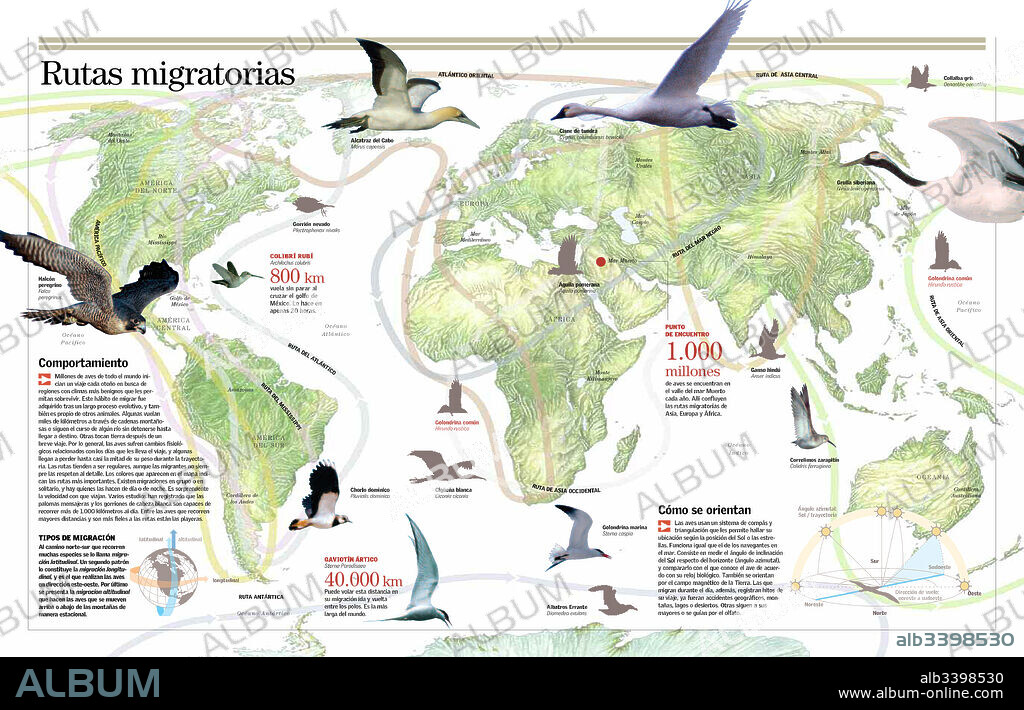 Bird Migration Infographics