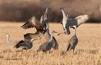 Bird Migration Tours