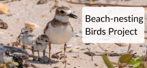Bird Nest Awareness Campaigns