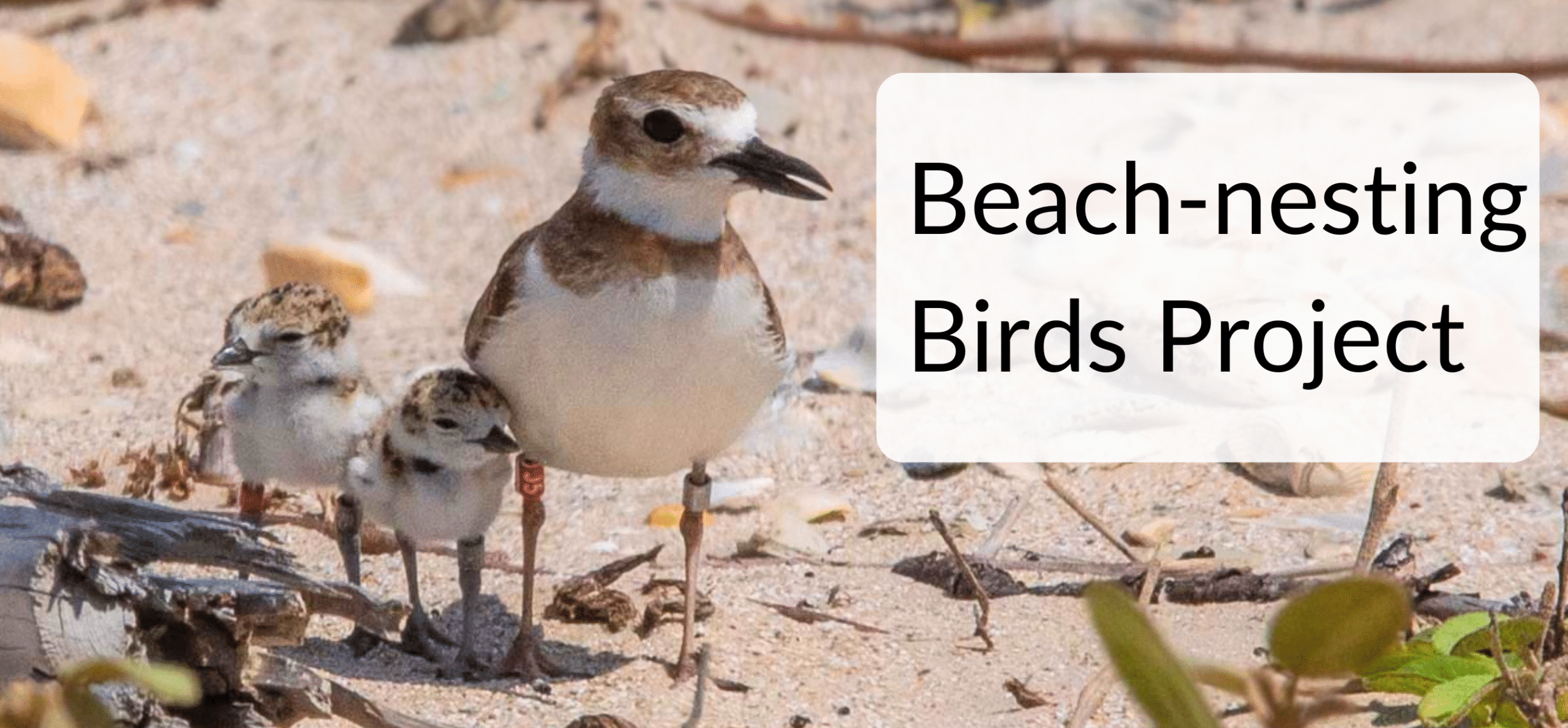 Bird Nest Awareness Campaigns