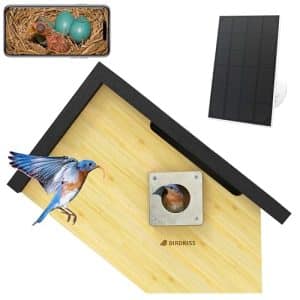 Bird Nest Camera