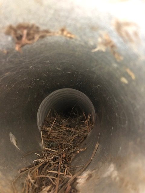 Bird Nesting Dangers