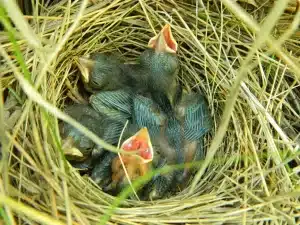 Bird Nesting Ecology